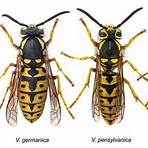 What insects mimic Yellowjackets?3