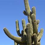 cacti of the sonoran desert4