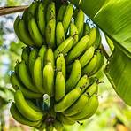 Bananengewächse wikipedia2