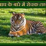 tiger wikipedia in hindi version1