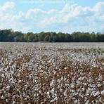 carolyn duke cotton farm in ohio1