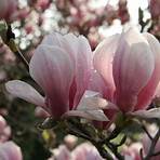magnolienfrucht5