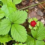 wild strawberries edible3