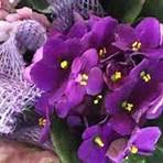 violeta flor significado2
