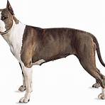 staffordshire american terrier3