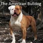 english bulldog wikipedia1