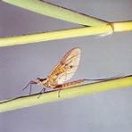 Insect wikipedia1
