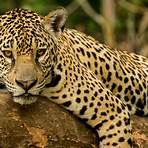 jaguares2