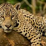 panthera onca2