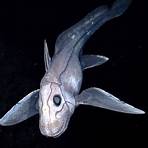 deep sea ghost shark1