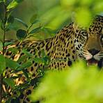 wo leben jaguaren heute1