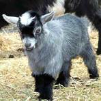 rafun goats commercial2