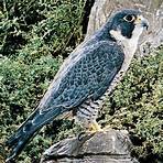 birdman falcon3