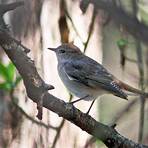 nightingale bird1