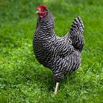 barred plymouth rock chickens4