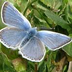 mission blue butterfly4