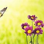 How many butterfly flower stock photos are there?4