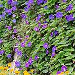 where do morning glory vines grow in the winter or fall4