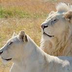 white lion1