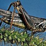 grasshopper insect wikipedia bahasa2