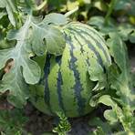 how big do watermelons grow in missouri3
