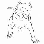 cachorro pitbull desenho5