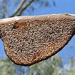 types of honey bees4