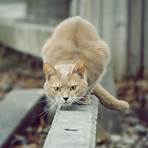 catcat1