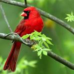 Cardinal2