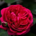 rose inglesi da austin vendita4