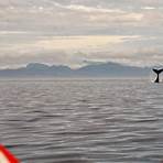 whale vancouver island beste zeit4