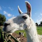 What are some cute llama names?1