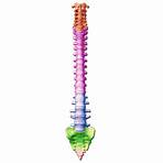 vertebral column quiz1
