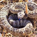 Rattlesnake1