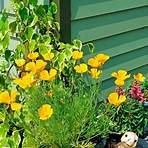 zagreb coreopsis perennials vs shrub pictures and facts2