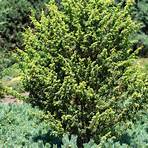 juniper tree2
