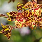 oncidium dancing lady orchid2