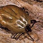 what is the origin of ticks in the world1