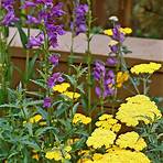 How do you prune Coreopsis?4