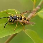 What insects mimic Yellowjackets?1
