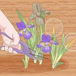 iris coltivazione2