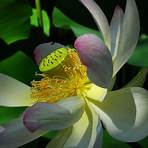 lotus blossom images1