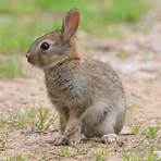 European rabbit wikipedia5