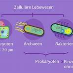 Archaea wikipedia2