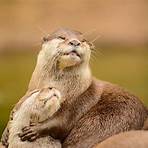 Are otters good pets?4