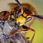yellowjacket wasp species5