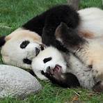 como vivem os pandas1