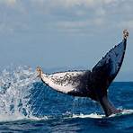 whale vancouver island beste zeit4