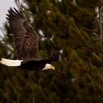 eagles hideaway at eagle creek park4