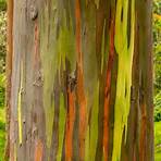 rainbow eucalyptus wikipedia4